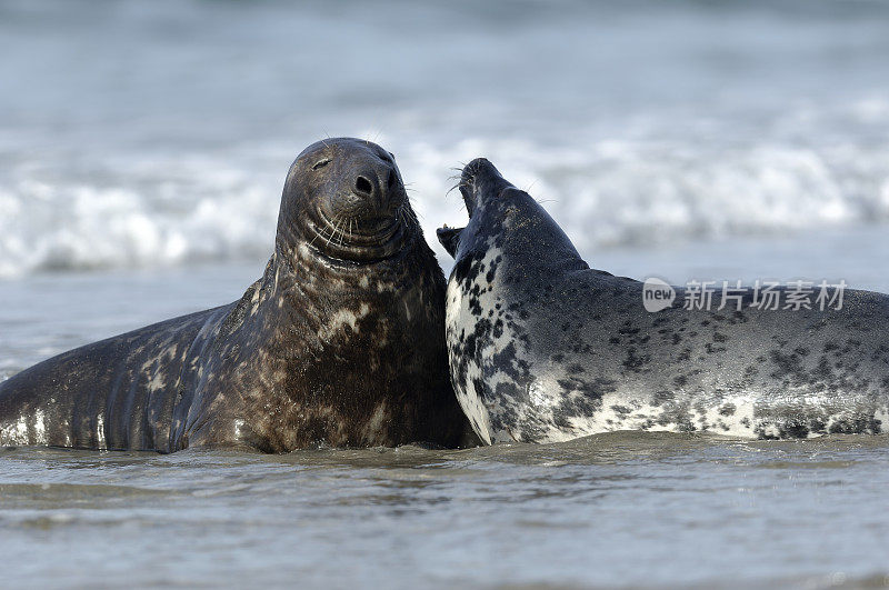 灰海豹(Halichoerus grypus)